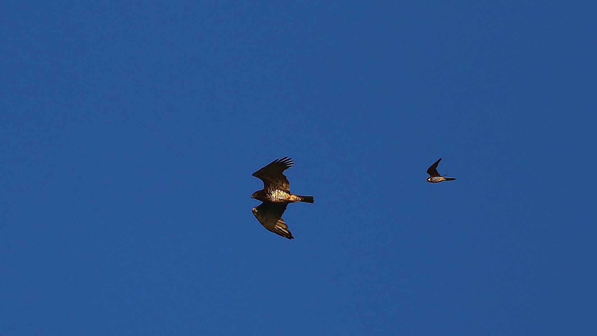 Northern Goshawk
